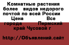 Комнатные растения более200видов недорого почтой по всей России › Цена ­ 100-500 - Все города  »    . Пермский край,Чусовой г.